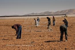 Image du Maroc Professionnelle de  Des ouvriers s'activent à la mise en place d’un système moderne d'arrosage qui laisse passer l’eau petit à petit, dit "goutte à goutte" dans une nouvelle ferme où l’on procède à la plantation d'orangers à Chichaoua, Mardi 27 Février 2007. (Photo / Abdeljalil Bounhar) 